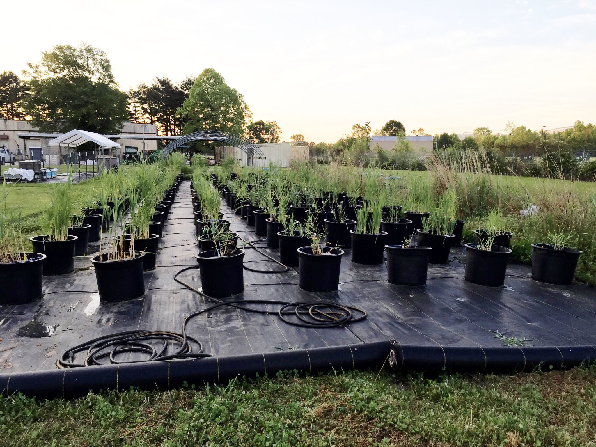 common garden of Phragmites